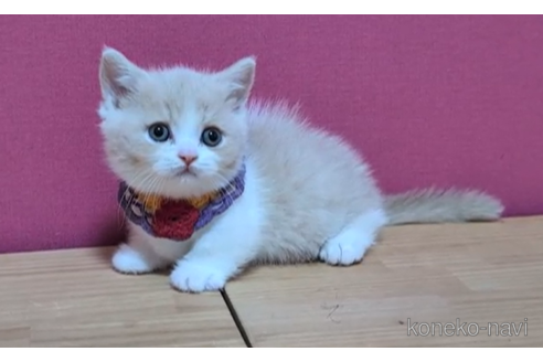 成約済の東京都のマンチカン(短足)-105334の4枚目